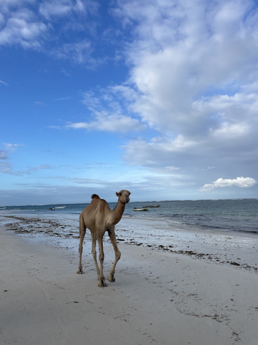 A camel walking on the sand near the water