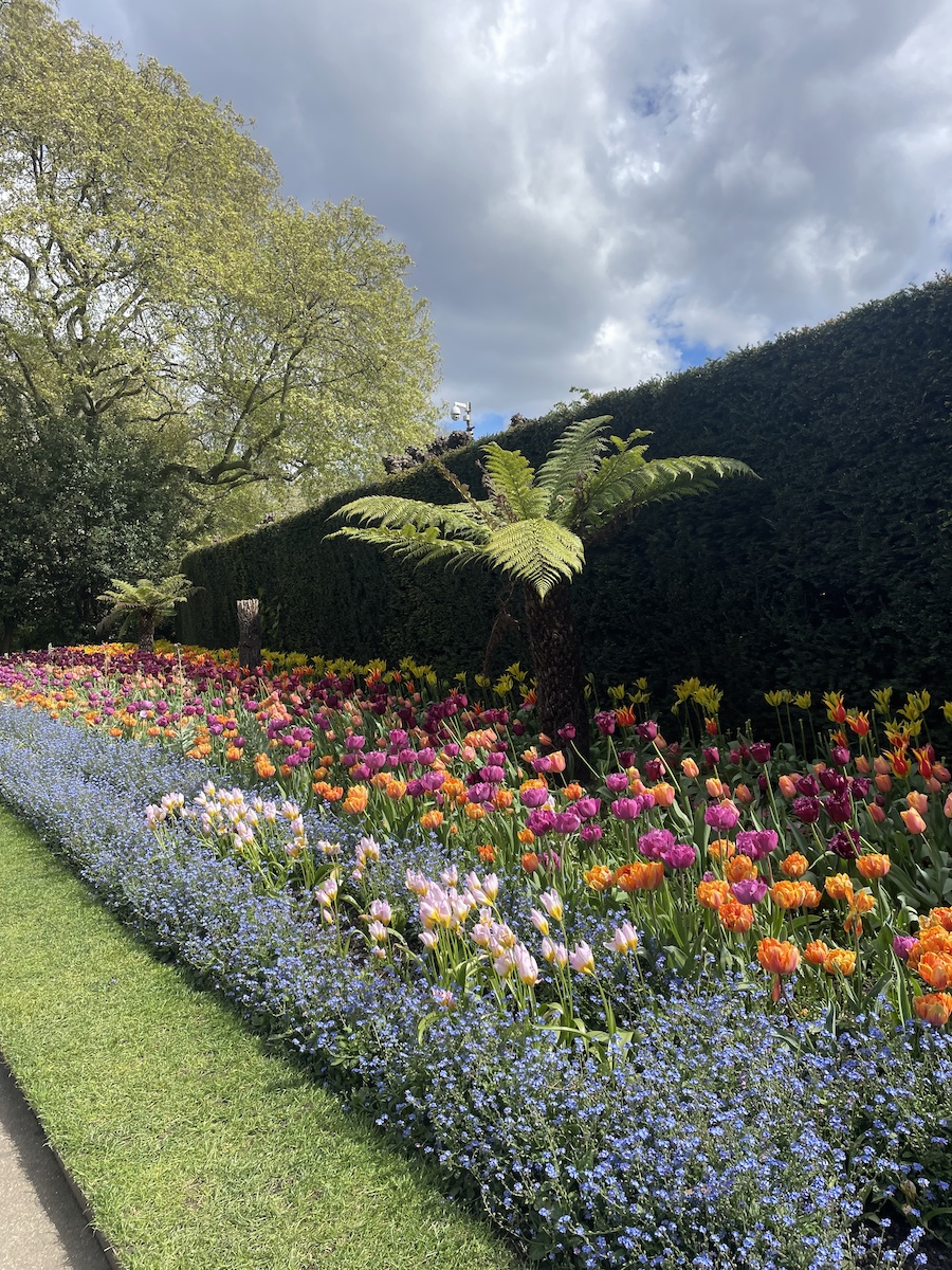 Rows of colorful tulips in front of a shrub