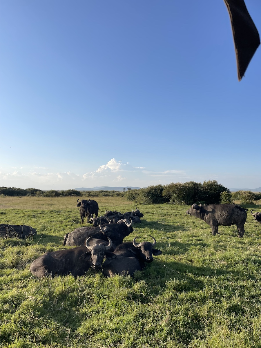 About 10 bulls sitting together or standing, all staring at the camera