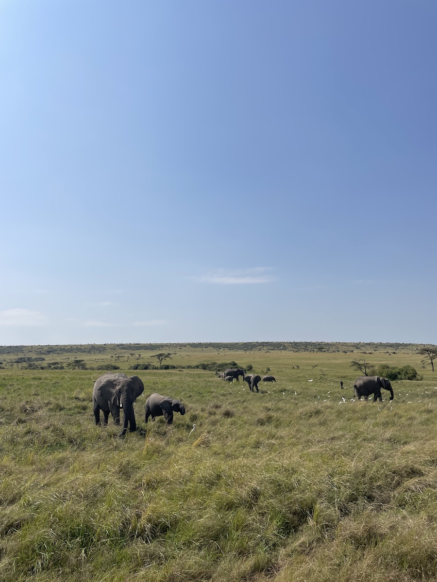 Adult and baby elephants walking on grass