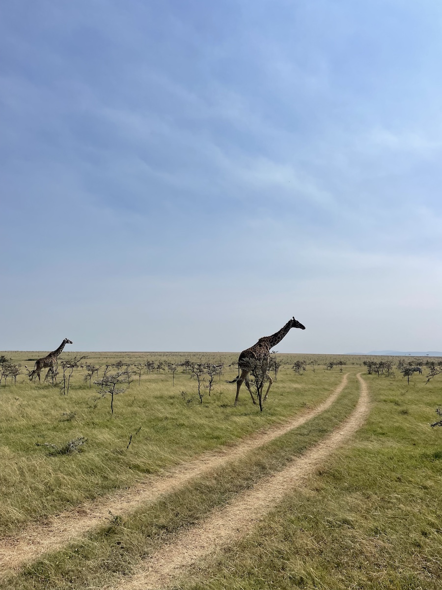 Two giraffes walking right towards driving path