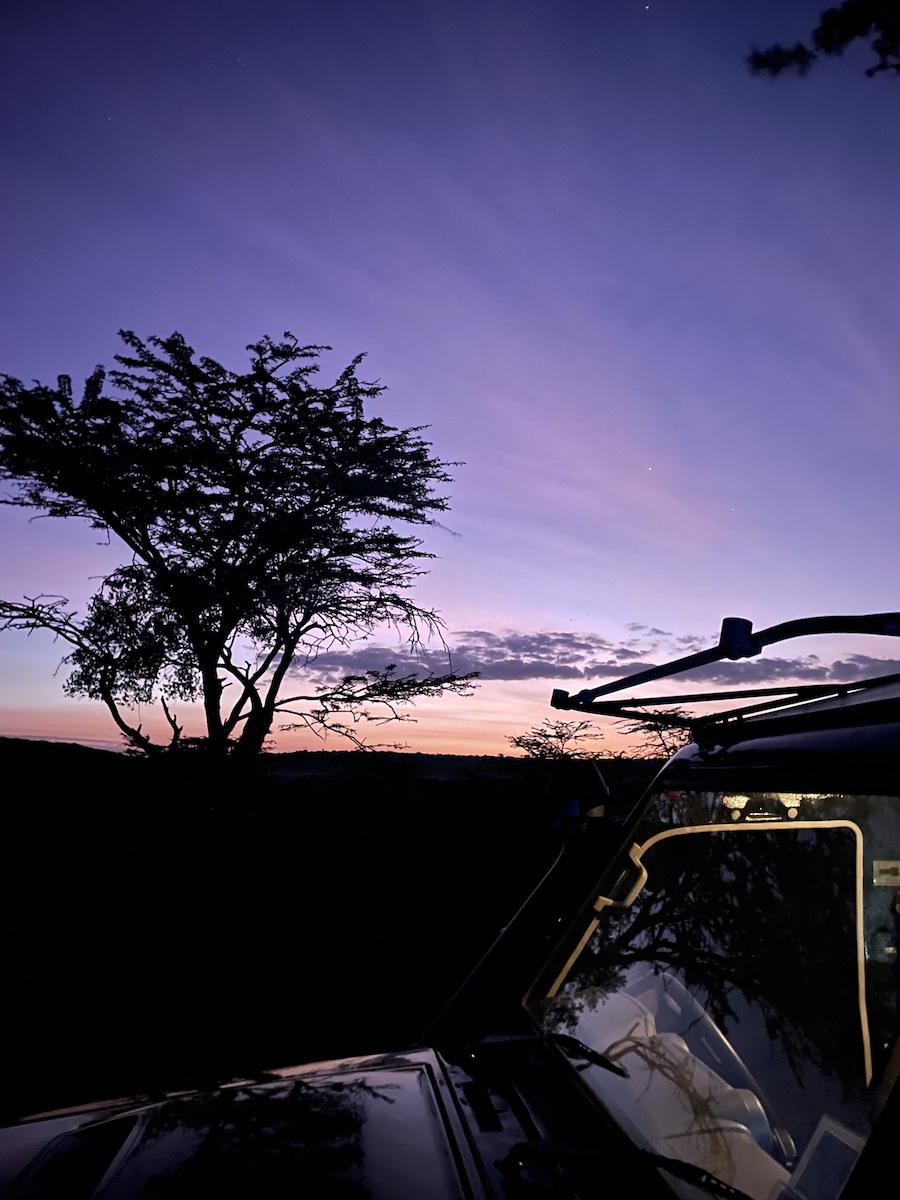 Pink and purple sky with tree in background