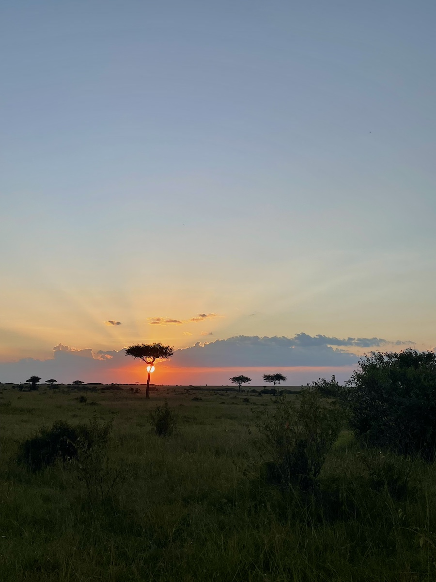 Sunset on safari, with tree silhouette in front of sun