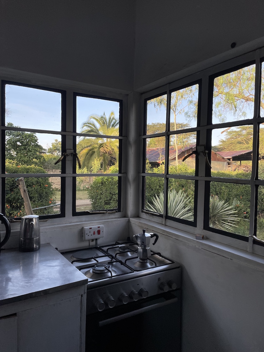 Corner stove of the kitchen with a view of plants outside