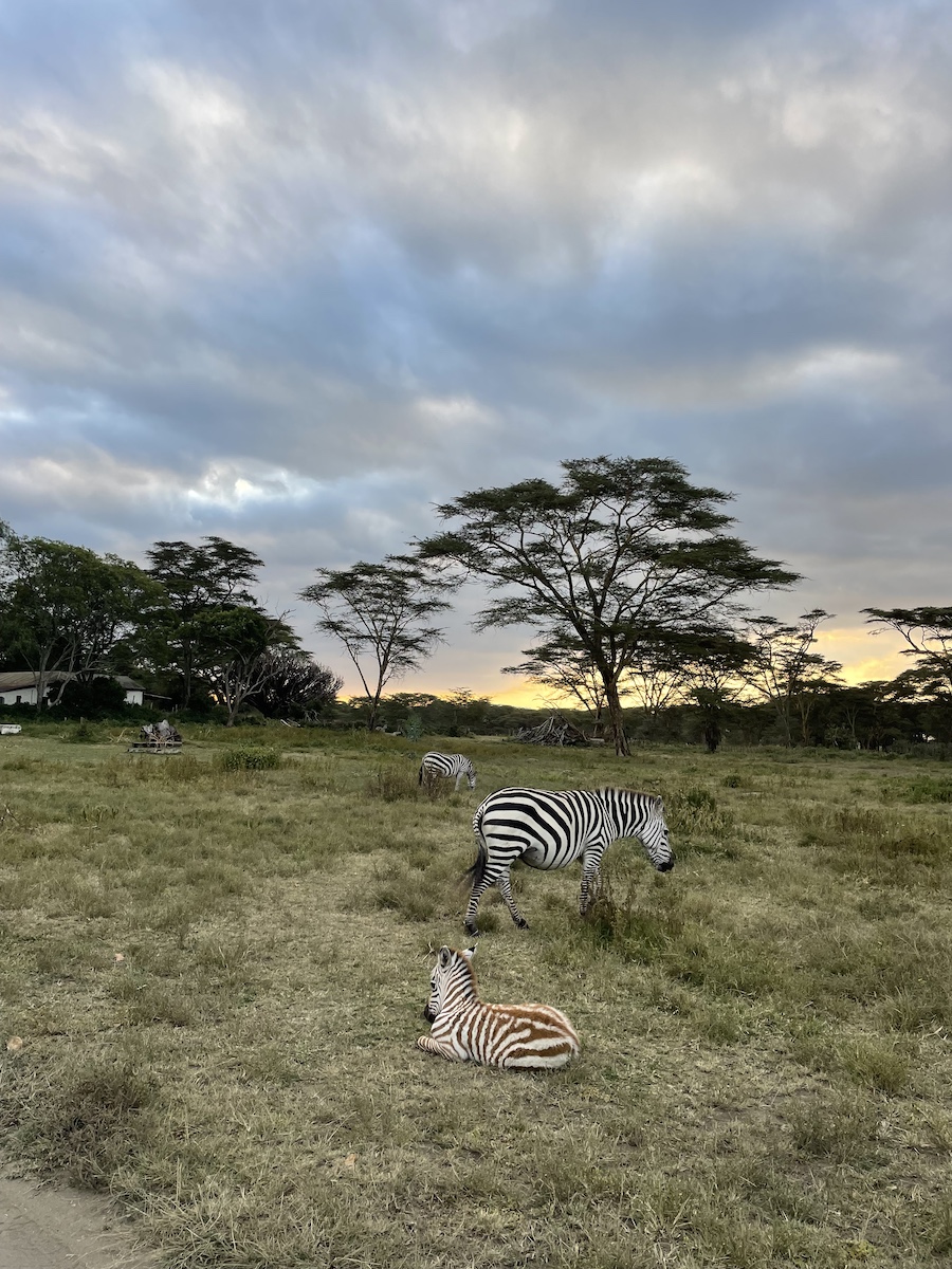 Two zebras, one sitting on savannah grass
