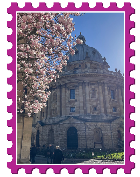 Cherry blossoms in front of Radcliffe Camera